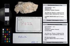 Foto (Objekt + Etikett) von Pithonoton sp.  (NHMW-GEO-2014-0194-0622)